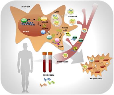 Non-coding RNAs as Putative Biomarkers of Cancer-Associated Cachexia